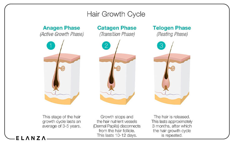مراحل رشد مو